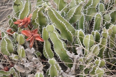 Euphorbia graniticola