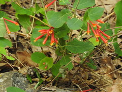 Lonicera arizonica