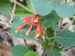 Lonicera arizonica