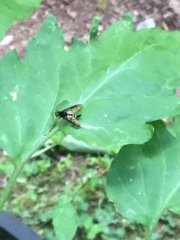 Chrysopilus connexus