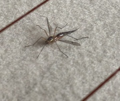 Tanyptera