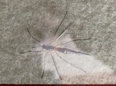 Tanyptera