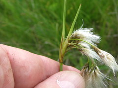 Eriophorum viridicarinatum