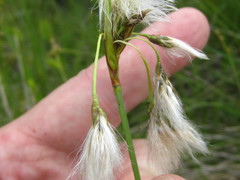 Eriophorum viridicarinatum
