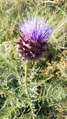 Cynara