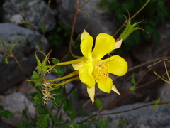 Aquilegia chrysantha