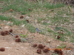 Junco