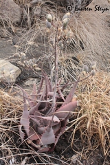 Aloe chabaudii