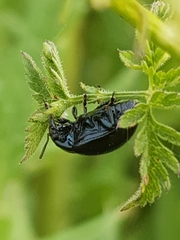 Chrysolina oricalcia