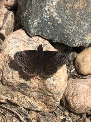Erynnis icelus image