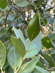 Olea capensis enervis