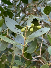 Olea capensis enervis