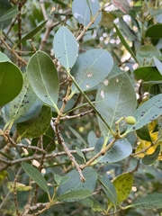 Olea capensis enervis