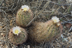 Echinomastus intertextus dasyacanthus