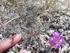 Astragalus argophyllus argophyllus