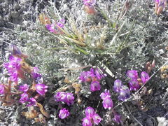 Astragalus argophyllus argophyllus