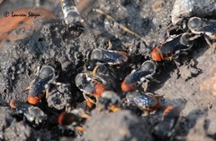 Megachile chrysorrhoea