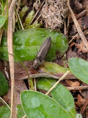 Cidnopus aeruginosus
