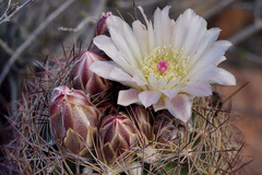 Echinomastus intertextus dasyacanthus