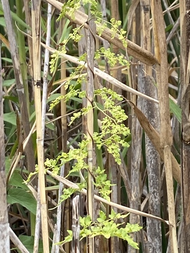 Lygodiaceae image