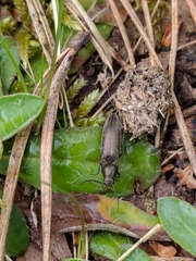 Cidnopus aeruginosus