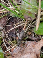 Cidnopus aeruginosus