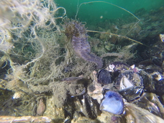 Hippocampus guttulatus