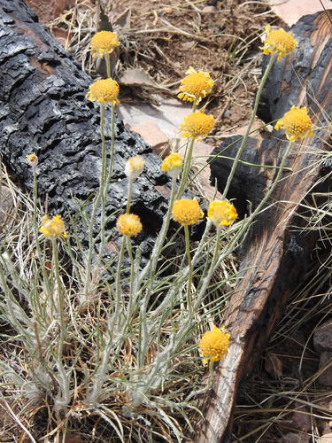 Image of Bigelow's Rubberweed (Hymenoxys bigelovii) by (c) Rachel Stringham, some rights reserved (CC BY)