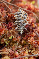 Phalacropterix graslinella