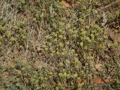 Alyssum desertorum