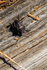 Rhacognathus punctatus