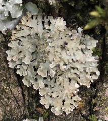 Physconia perisidiosa