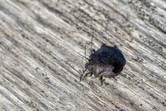 Rhacognathus punctatus