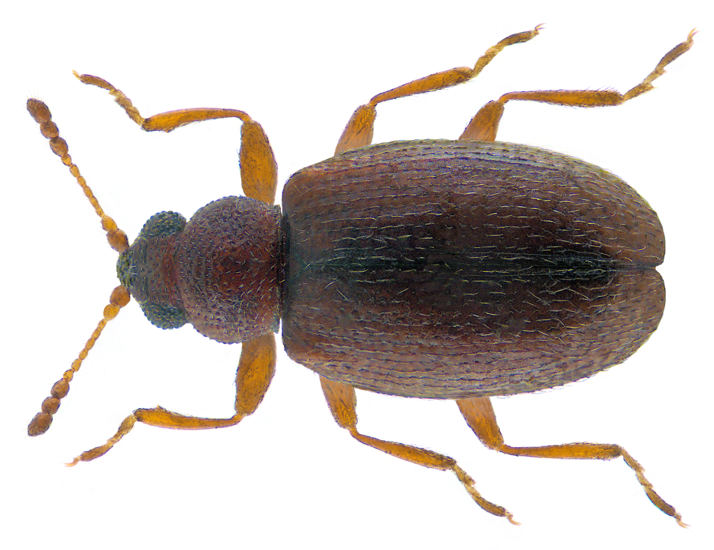 Cortinicara gibbosa