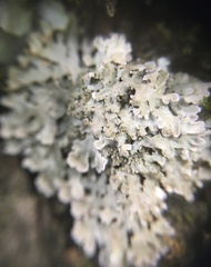 Physconia perisidiosa