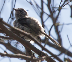 Anairetes parulus parulus