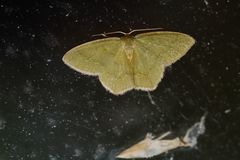 Thalera pistasciaria