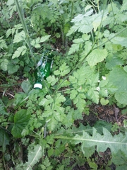 Chaerophyllum temulum