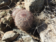 Echinomastus intertextus dasyacanthus