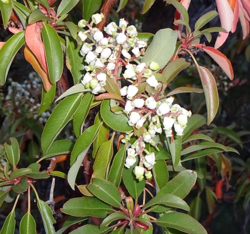 Arizona madrone (Arbutus arizonica)