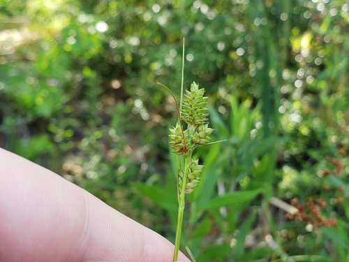 Hirsute sedge (Carex complanata)