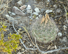 Echinomastus intertextus intertextus