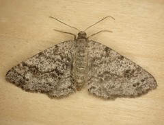 Melanolophia imitata