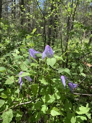Clematis occidentalis