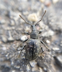 Otiorhynchus tristis