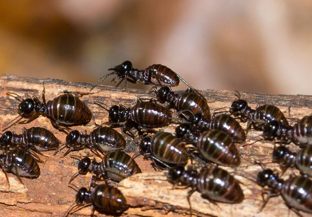 Black Termite