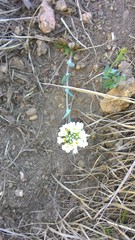 Noccaea cochleariformis