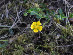Potentilla crantzii