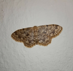 Idaea inquinata