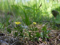 Potentilla crantzii